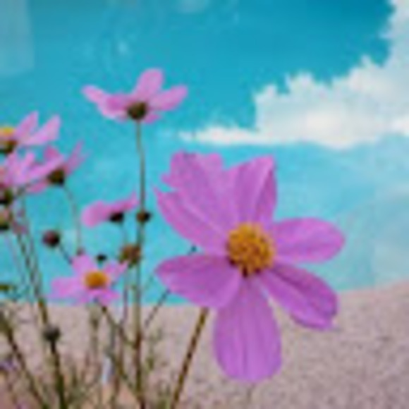 Meet your Posher, Heather - Picture 1 of 1